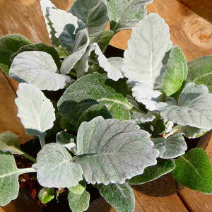 e c j[bN 3.5 Vo[[t 250123