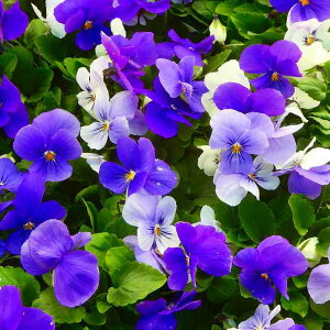 rI c ЂƂԂ̗ 3.5 u[։ԐFω ~̉ԕc 񂹐A Ԓdc 251028