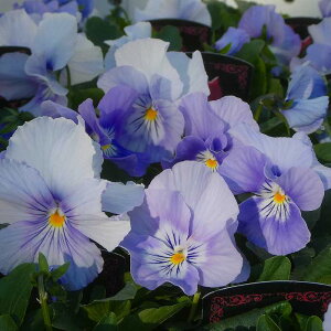 pW[ c veBEVg ANAbv 3.5|bg ~̉Ԓdc F 251030