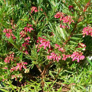 wԏIxOrA OrA WGoX c@nSmL 6 I[XgA ϊΒ