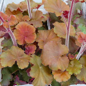 q[P m[UGNX|[W[Ao[ ԗt 3.5 c{TS A c h 251211