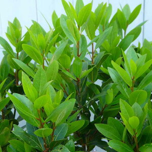 j c c 5 60cm n[u [G Ύ  251106