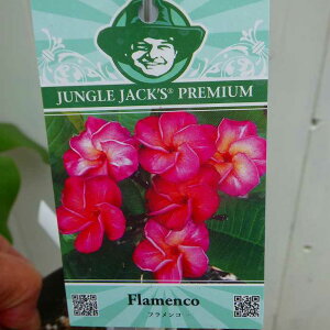 vA c 4 tR sNԁ@MщԖ Ẳ WOWbNX 250603