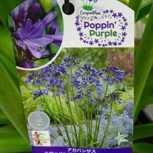 AKpTX c |bsp[v  6 h OhJo[@250613