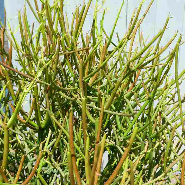楽天市場】ミルクブッシュ 5号鉢 緑さんご 観葉植物 多肉植物 250628 