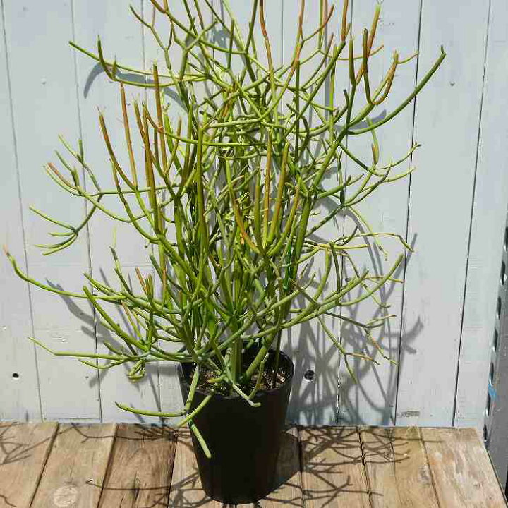 楽天市場】ミルクブッシュ 5号鉢 緑さんご 観葉植物 多肉植物 250628 