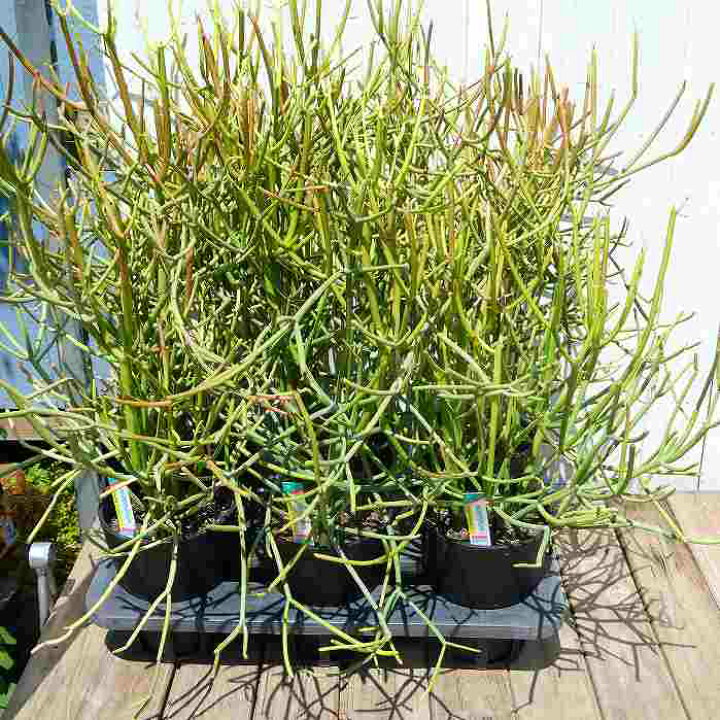 楽天市場】ミルクブッシュ 5号鉢 緑さんご 観葉植物 多肉植物 250628 
