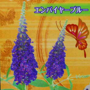 ubhA c GpC[u[  4  ̉ A 250701
