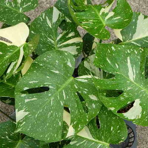 胂Xe c fVI[T ^CRXe[V 3.5 ϗtA 250923