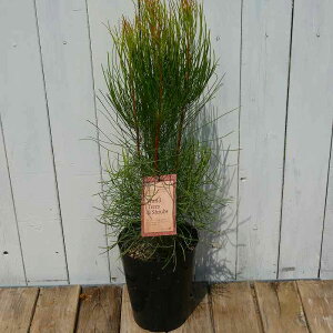 I[bNXEpVA 5 N}IEȁ@i 씼A 251030