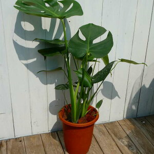 Xe 6 S70cm ϗtA t ؂ꍞ M A 250909