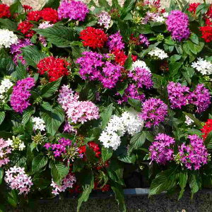 y^X c 3F񂹐A 4 sN H̉ 250911