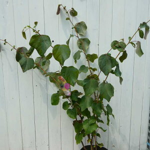 }o̖ ۗt̖ c 7.5 t  gt V{c[@250909