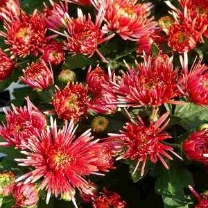 e ct[} AiV sN 3.5 ec XpC_[炫 H̉ c񂹐Aɂ 250923