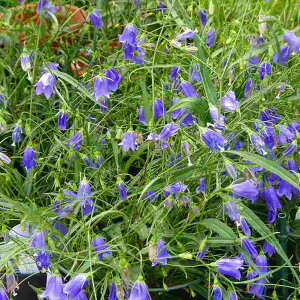 VW  c 5 CVW ⍹Q R쑐 h K[fjO 250916