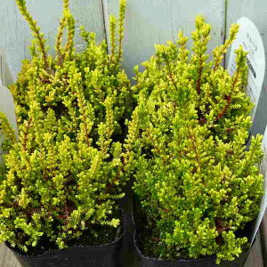 J[i c uKX No.4 t ␫@3|bg q[X J[[t 251007