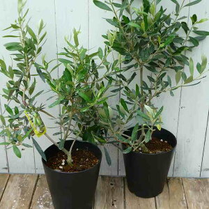 I[u c bV[m 5 40`50cm@[ V{c[  A Ύ 251009