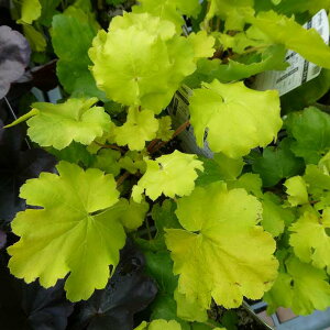 q[P c m[UGNX|[W[ C 3.5|bg c{TS R쑐 A h 250918