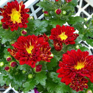 e c GZ ԋe ԉ H̉ R쑐 251011