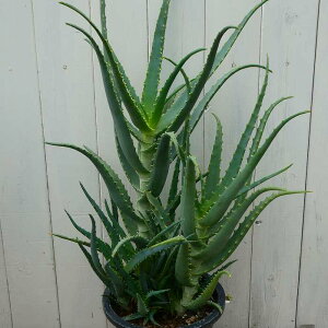 AG ؗAG 6 3A A A ϗtA n[u 251023 250123