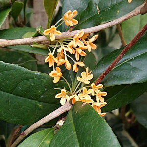 LNZC c lG炫 ؍ 5 H̖̍ WIW Ύ  251014