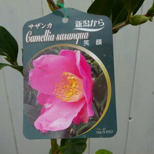 TUJ c Ί 4 R  Ԗ ~̉ 251014