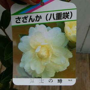 TUJ c xm̕ d炫 4  R  Ԗ ~̉ 251014