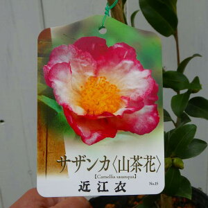 TUJ c ߍ] 4 R  Ԗ ~̉ 251014