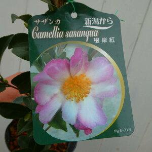 TUJ c ݍg 4 R  Ԗ ~̉ 251014