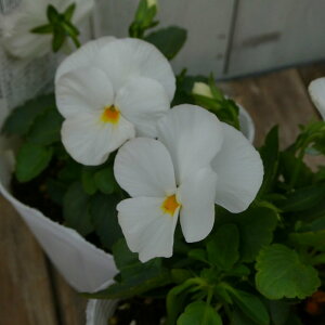 pW[ c 悭炭X~ }V} 3.5 rI   ~̉ԕc Ԓdc 251127