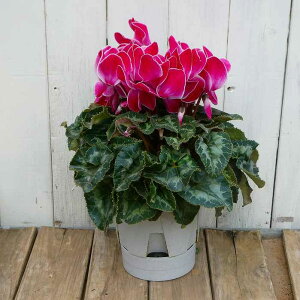 VN i7 pXe sN 5 Ε v[g Mtg  A 251118