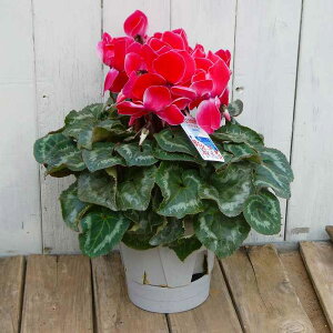 VN i8 pXe sN 5 ʋ @Ε v[g Mtg  A 251118