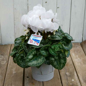 VN i9 pXe  5 Ε v[g Mtg  A 251118