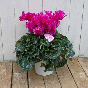 VN i11 tW炫 5 Ε v[g Mtg  A 251118