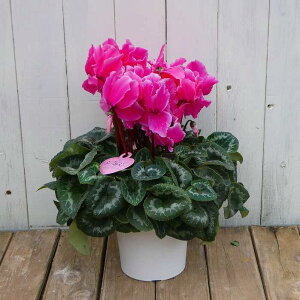 VN i12 tW炫 sN 5 Ε v[g Mtg  A 251118