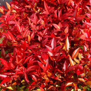 V c 3.5  A gt 񂹐Aޗɂ 251120