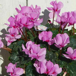 VN EBN d炫 WsN 5 Ε bsO A ~̔ Mtg i13