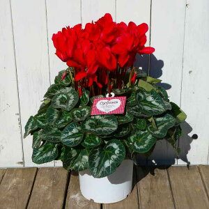 VN ԉ i14 5 Ε bsO A ~̔ Mtg 251120