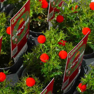 PqCM c 2.5 NX}X PA qqCM 251120