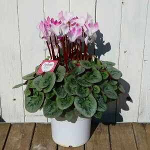 VN sAX i15 5 sN Ε bsO A ~̔ Mtg 251120