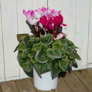 VN sAX i16 5 sN Ε bsO A ~̔ Mtg 251120