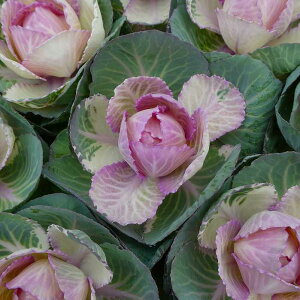 tO c x͂̏ ۗt sN  3.5 Ԓdc ~̉ԁ@251125