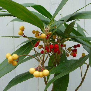 J^`oi ԎƔ 񂹐A 5  S  251125