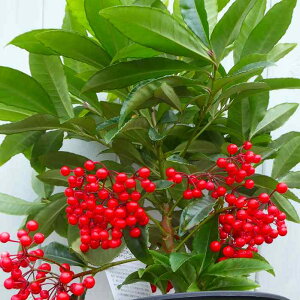  c bhx[Y 4 m Ԏ ɂ NX}X Mtg NX}X@251125