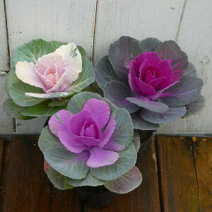 ~jtO c 3FZbg 2 ۗt n{^ Ԓdc@251125