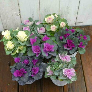 ~jtO c 7Zbg 3 񂹐AɍœK@251125