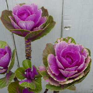 xtO c v`iP[ ԗt 3.5|bg n{^  Ԓdc @251125