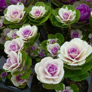 xtO c v`iP[ t 3.5|bg n{^  Ԓdc @251125