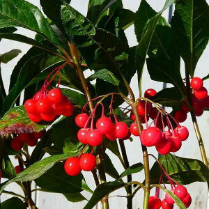 uREWc t 3 OhJo[ a A ~͎dĂɂ ۋʑf R쑐 A@251125