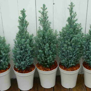 Rjt@[ Vo[X^[ t@4 Vo[NXg NX}Xc[@251125